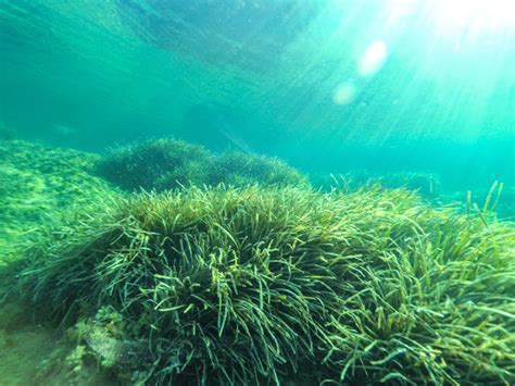 Posidonia Oce Nica La Planta Esencial Del Mediterr Neo Fundaci N Aquae