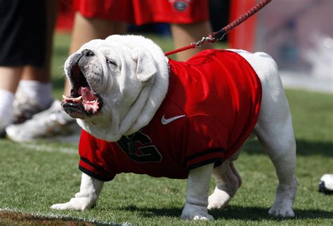 The great Georgia Bulldog mascot Uga in images