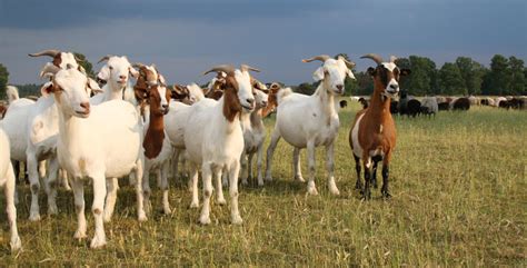 Mastitis in Goats and Sheep | Tucson, AZ | Adobe Veterinary Center