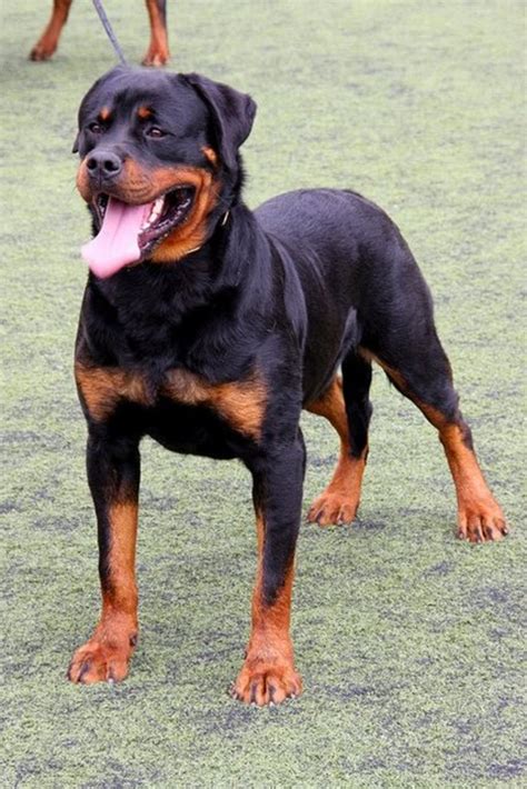 rottweilers   guard dogs