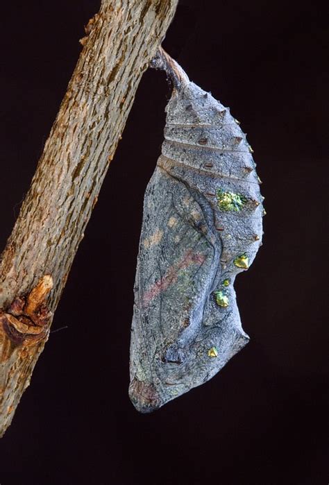 Red Admiral Pupa Cocoon Free Photo On Pixabay