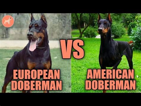 Comparing the European and American Dobermans side by side [Updated Guide]