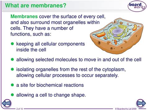 PPT - What are membranes? PowerPoint Presentation, free download - ID ... 