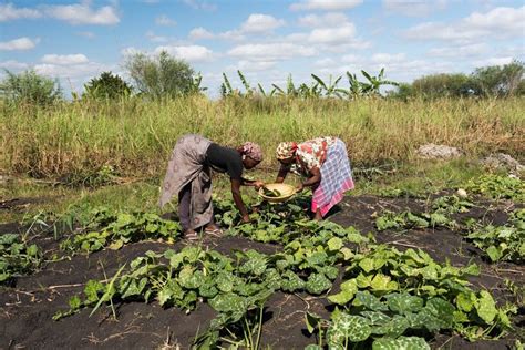 Keep The Ban On Gmos In Kenya Slow Food