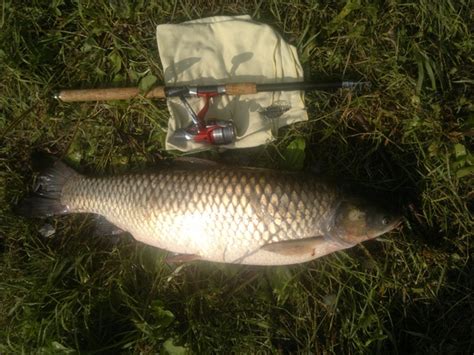 Вот такие монстры водятся в Москва-реке. Белый амур, вес около 7 кг ...