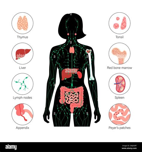 Lymphatic System And Organs Illustration Stock Photo Alamy