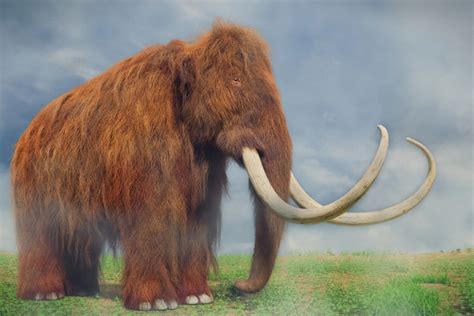 5 scheletri di mammut vissuti 200 mila anni fa - Focus.it
