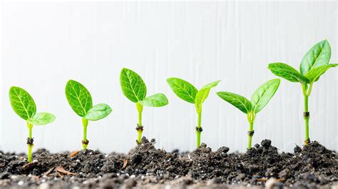 premium photo success concept  white background growth