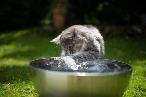 Cat Keeps Spilling Water