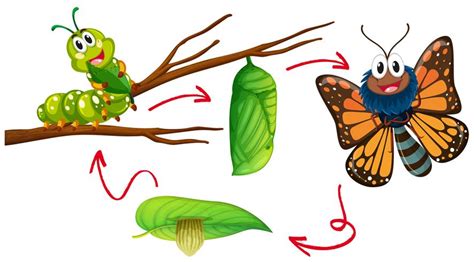 Diagrama Del Ciclo De Vida De La Mariposa 302936 Vector En Vecteezy