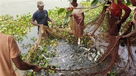 Fish Catching By Net Unbelievable Fish Catching By Net Traditional