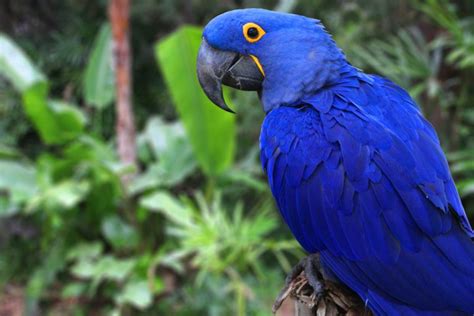 Is the Blue Macaw Extinct? Not Yet! - Earth.com - Earthpedia