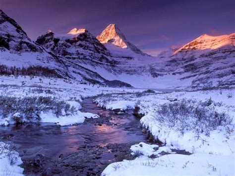 Pin En árboles Blancos Y Paisajes Invierno