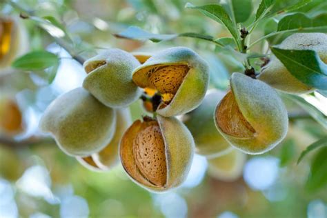 Amandes Calories Propri T S Et Valeurs Nutritionnelles Guide Complet