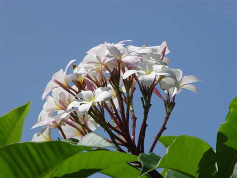 Banco De Imagens Natureza Ramo Flor Plantar Branco Folha Flor