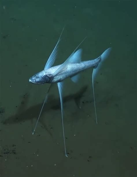 Tripod Fish in 2024 | Deep sea creatures, Cool fish, Striper fish