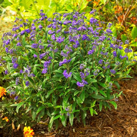 How To Plant And Grow Bluebeard Plants