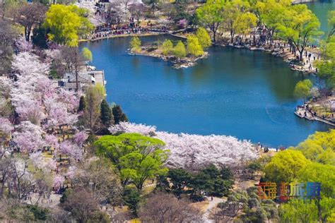 漫步北京 春花烂漫：北京春游赏花指南之樱花北京旅游网