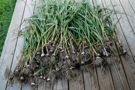 Harvesting Garlic: How To Gather, Store, And Enjoy Your Garlic Harvest ...