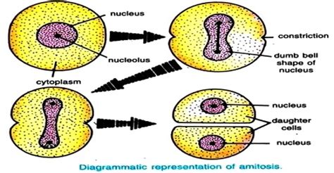 Procedure of Amitosis in Cell Division - QS Study