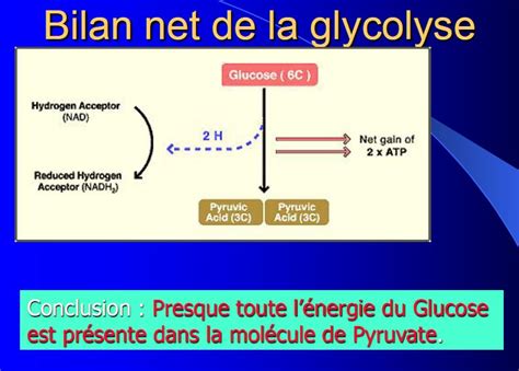 Cours Microbiologie II SVI 6 Biologie Maroc