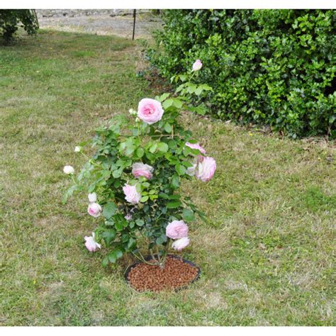 Disque De Paillage Arbre Jardin Et Saisons