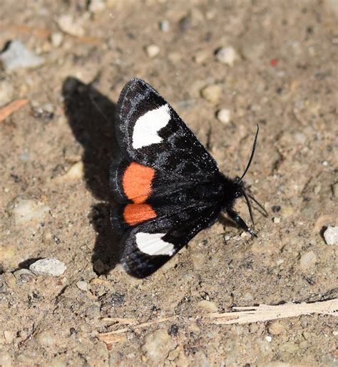 Whats This Tiny Black Moth With Two Bold White Bars And A Rusty Orange