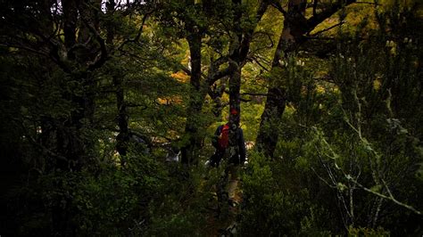 17 01 01 Magical Tasmanian Forest Projection Bluff Youtube