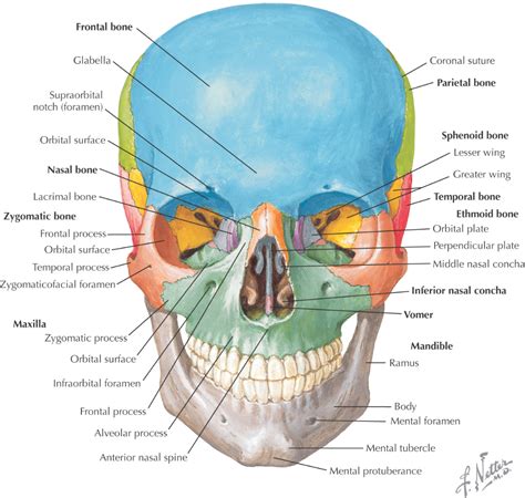 Bones in human body bones names of bones in the body – Artofit