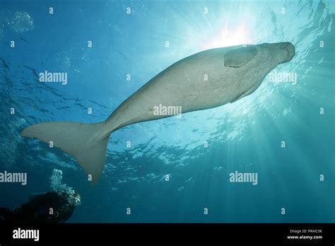 Dugong Fotos Und Bildmaterial In Hoher Aufl Sung Seite Alamy