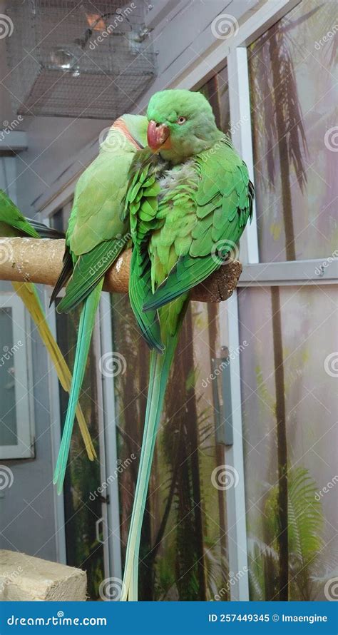 Green Little Alexander Parrots Pair Stock Image Image Of Green