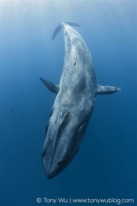 Pygmy Blue Whale (Balaenoptera musculus brevicauda)