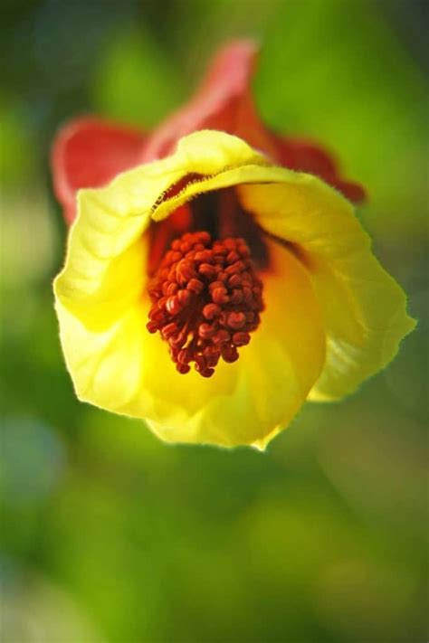 Abutilon - tips and guidance for the best possible care. Avoid windy spots!