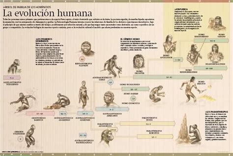 El Origen De La Vida Tipos De Hominidos Linea Del Tiempo Images