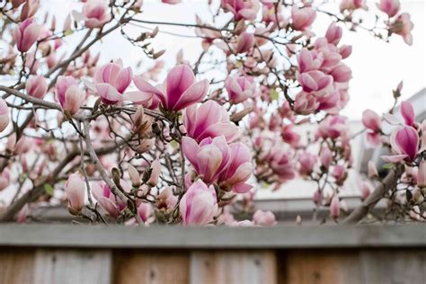 How To Grow And Care For Saucer Magnolia