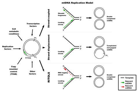 Models Of Mtdna Replication Three Major Models Are Presented For