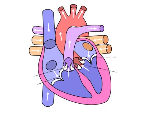 Cat: Heart Anatomy Quiz