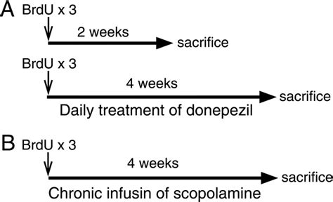 Pharmacological Evidence Of Cholinergic Involvement In Adult