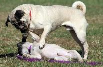 Pugs exercise | www.pugs.co.uk