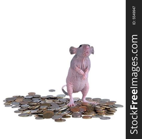 Naked Rat Pile Money Free Stock Photos StockFreeImages