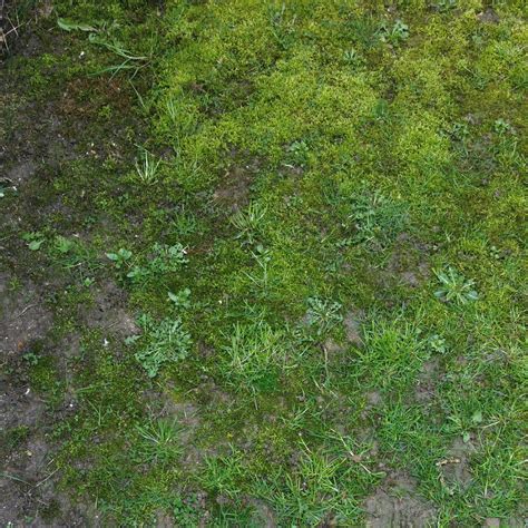 How To Eliminate Moss In Shady Lawn Areas | Lawn Care Tips