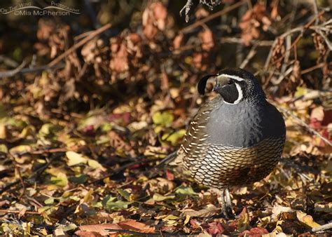 California Quail Male And Fall Leaves Mia Mcphersons On The Wing