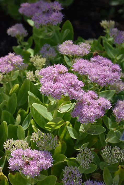 Crystal Pink Stonecrop Sedum Spectabile Crystal Pink In Ottawa