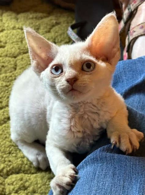 Available Devon Rex Kittens - Cedarcreek Devon Rex