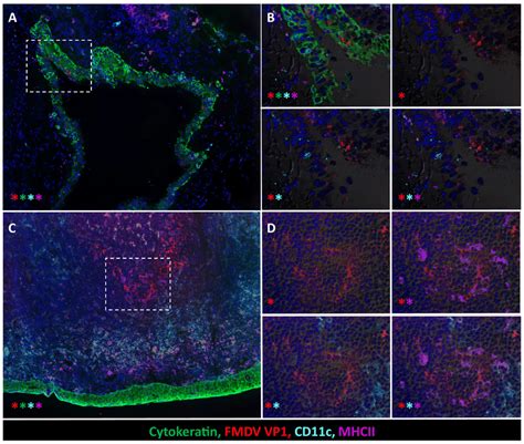 Detection Of FMDV Antigen In Bronchiolar Epithelium And In