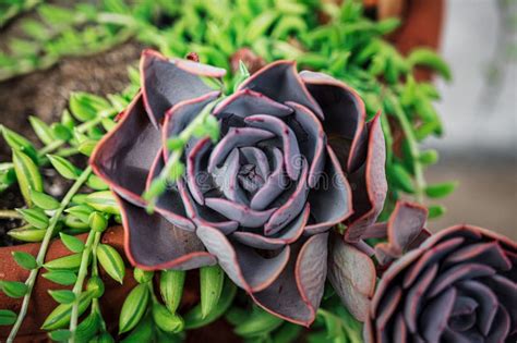 Cierre De Una Planta Suculenta Que Crece Con Hojas Verdes En Una Olla