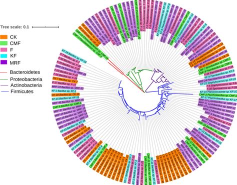 Phylogenetic tree analysis of isolates. The phylogenetic tree was ...