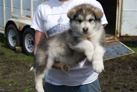 Giant Alaskan Malamute Breeders Washington State Pets Lovers