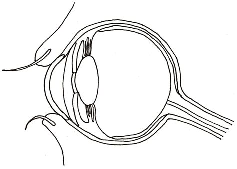 Eye Anatomy Drawing at PaintingValley.com | Explore collection of Eye ...