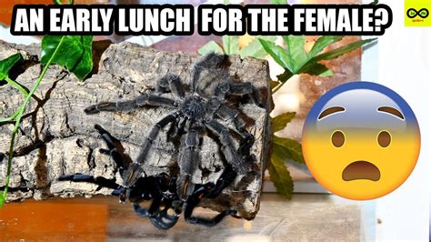 AN EARLY LUNCH FOR THE FEMALE PSALMOPOEUS IRMINIA EXY TIME